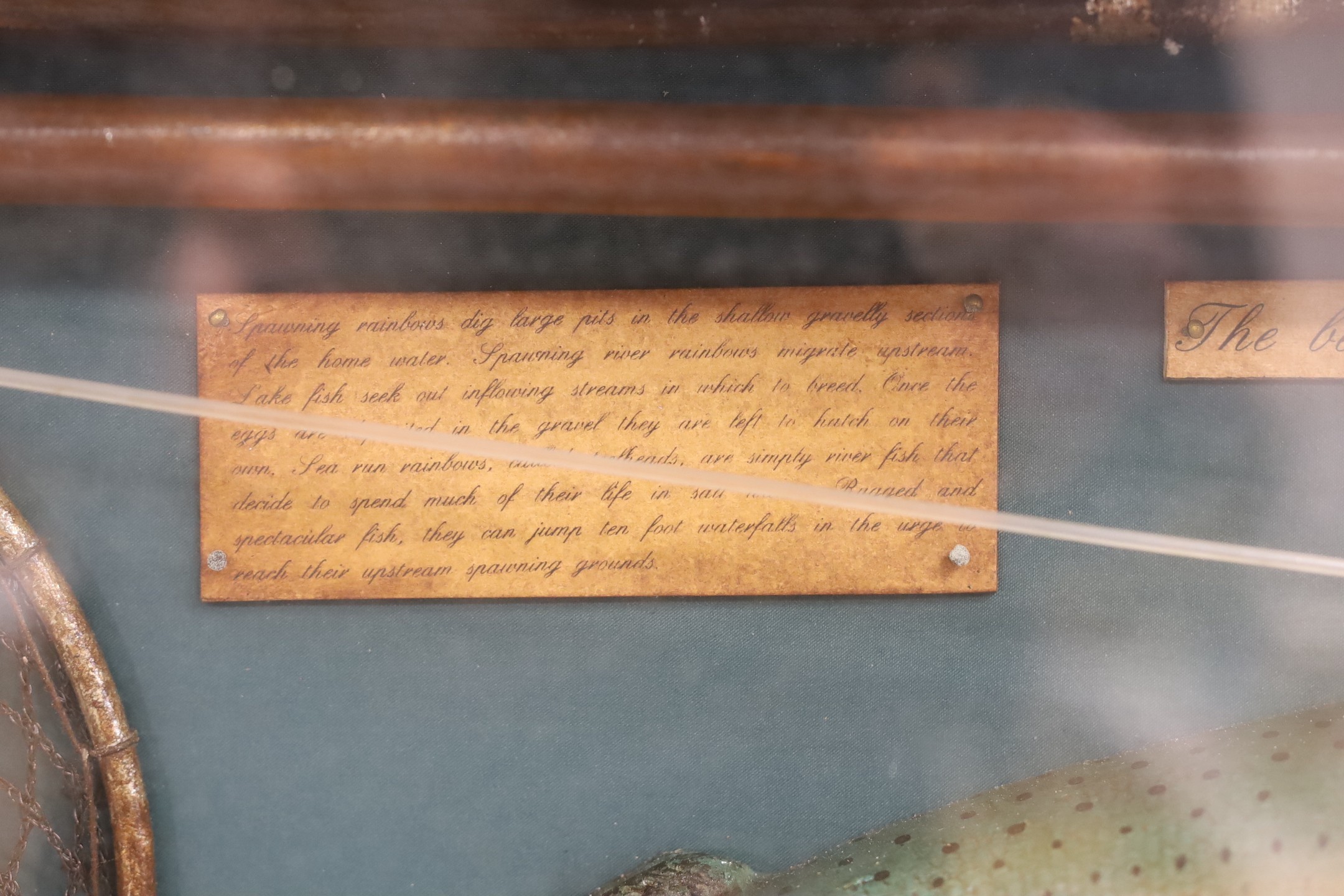 A cased fishing display case of a Rainbow Trout centred around angling ephemera, 106 x 34cm